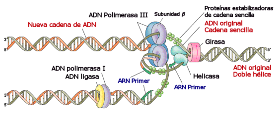 ADN polimerasa