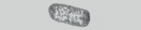 C&eacute;lula procariota