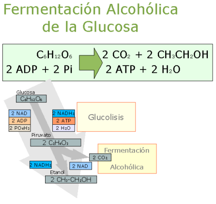 Balance energ&eacute;tico de la fermentaci&oacute;n alcoh&oacute;lica