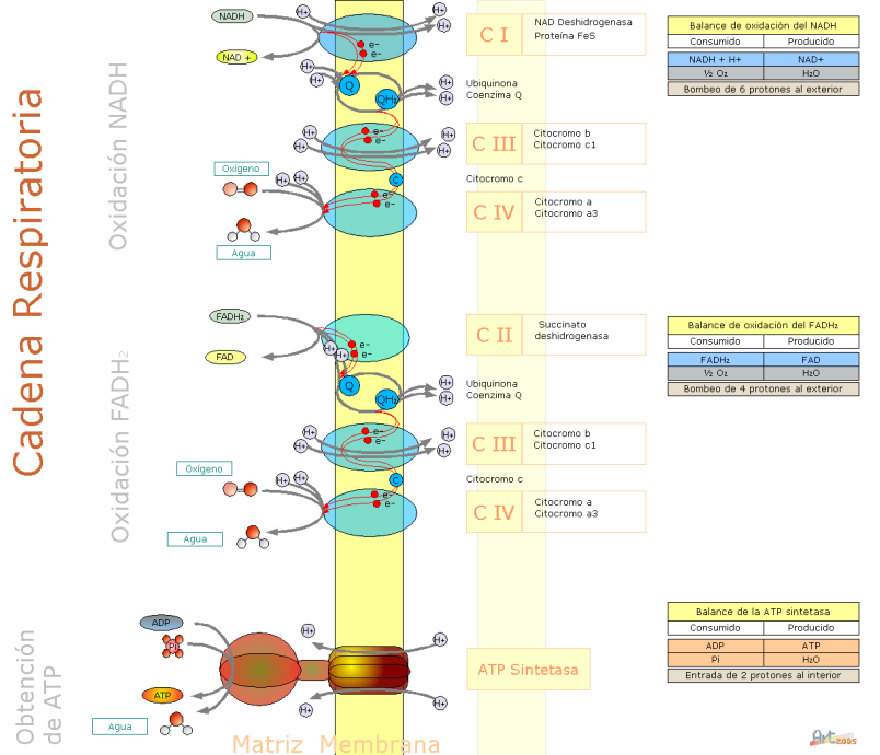 Cadena respiratoria