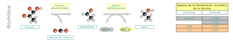Fermentaci&oacute;n Alcoh&oacute;lica