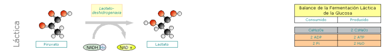 Fermentaci&oacute;n L&aacute;ctica