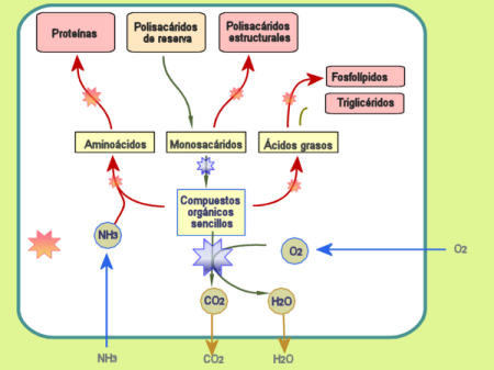 Metabolismo reservas