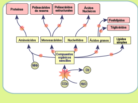 Esquema general de anabolismo