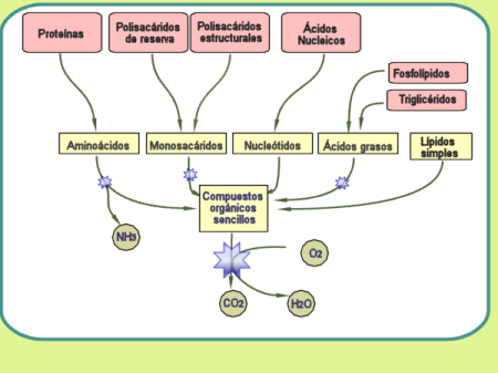 Esquema general de catabolismo