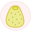 porifero