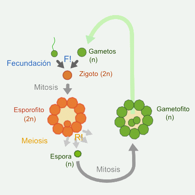 Ciclo haplodiplobi&oacute;ntico