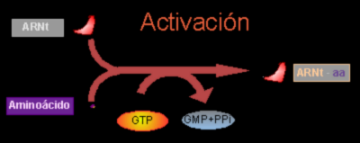 Activaci&oacute;n