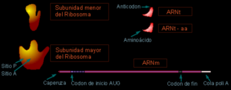 Elementos de la traducci&oacute;n