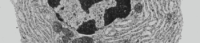 C&eacute;lula eucariota