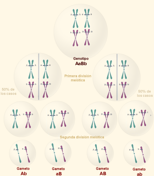 meiosis con genes independientes