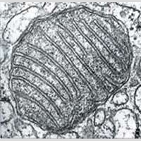 mitocondria